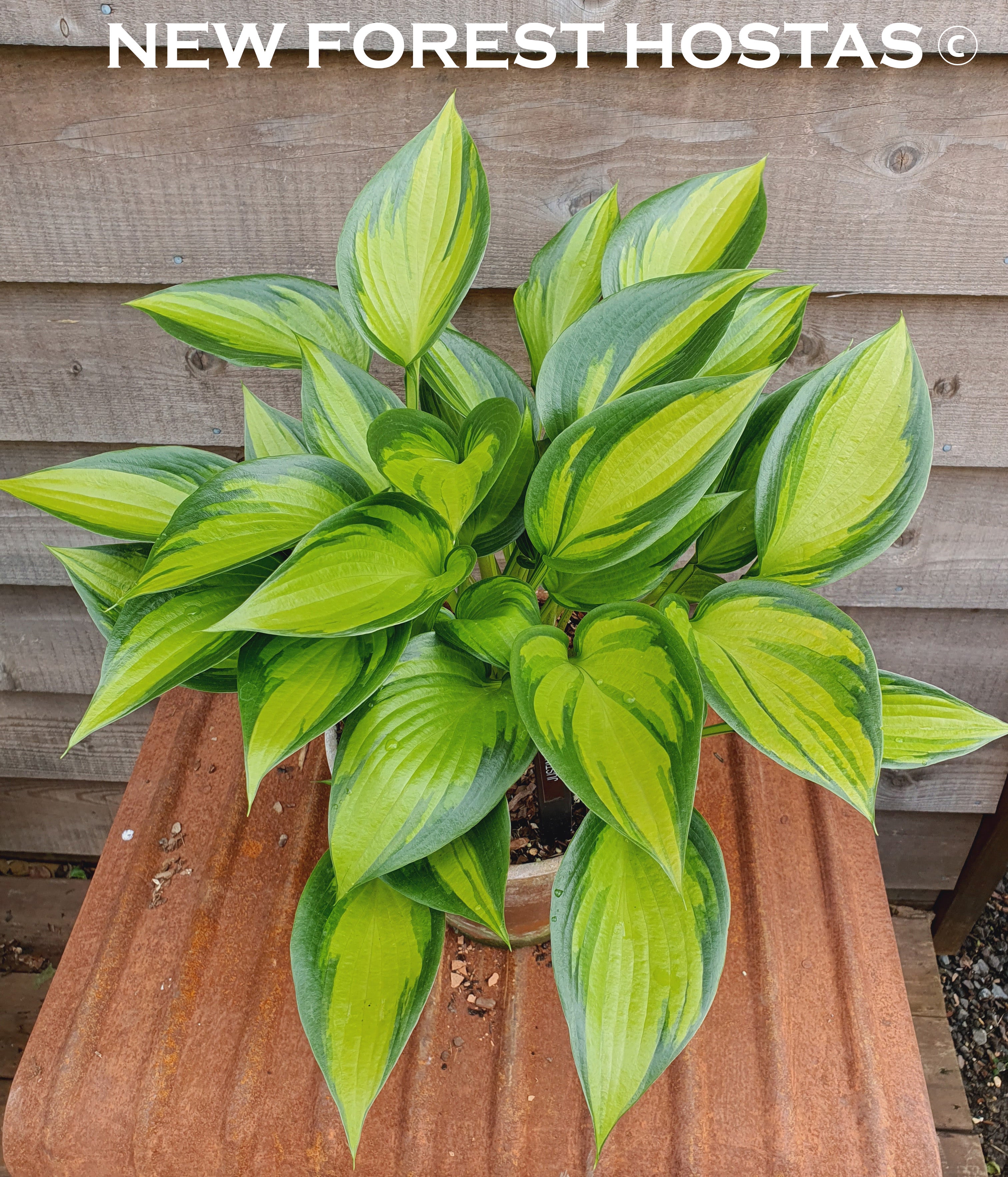Hosta 'Justine' - New Forest Hostas & Hemerocallis