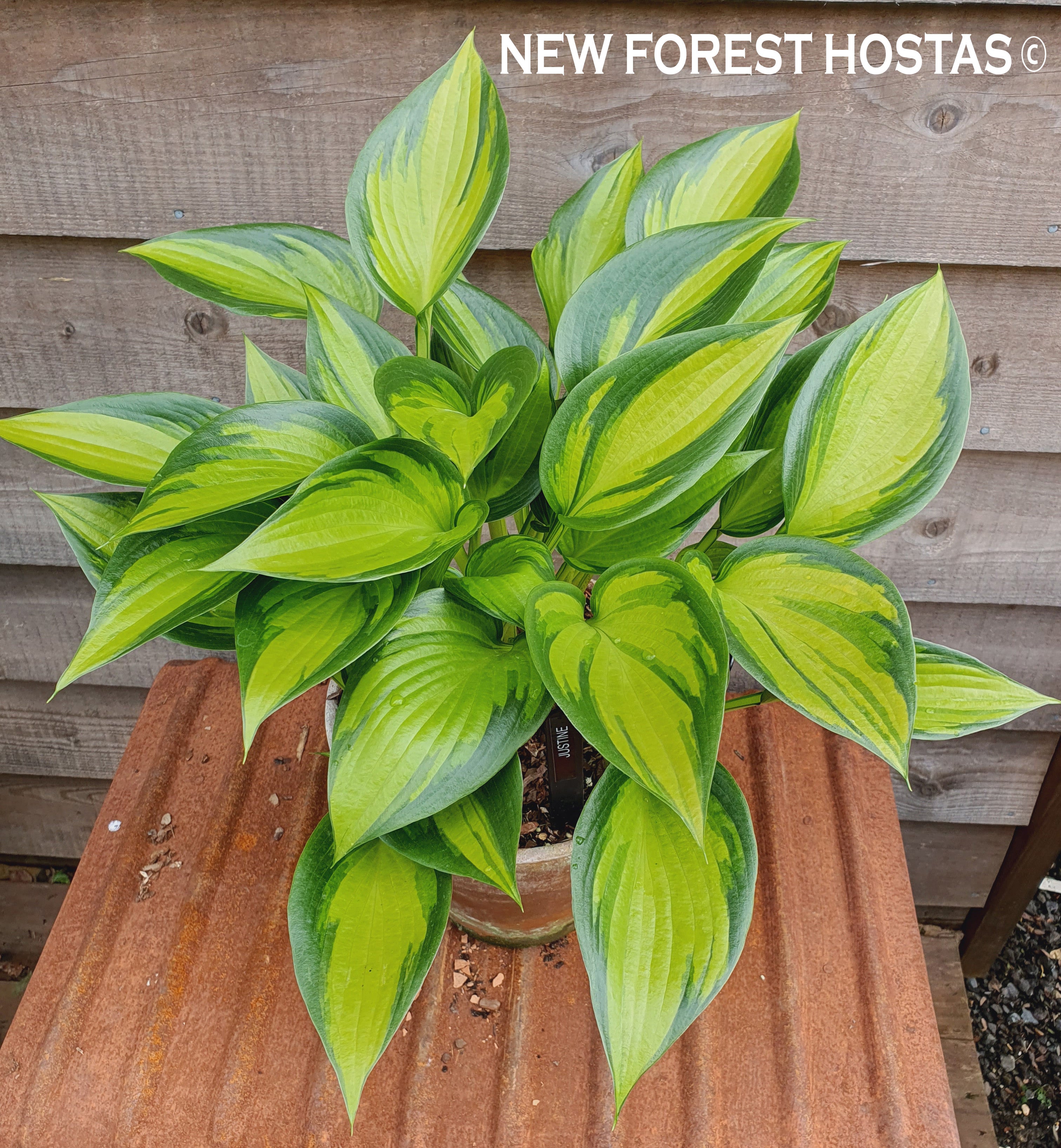 Hosta 'Justine' - New Forest Hostas & Hemerocallis
