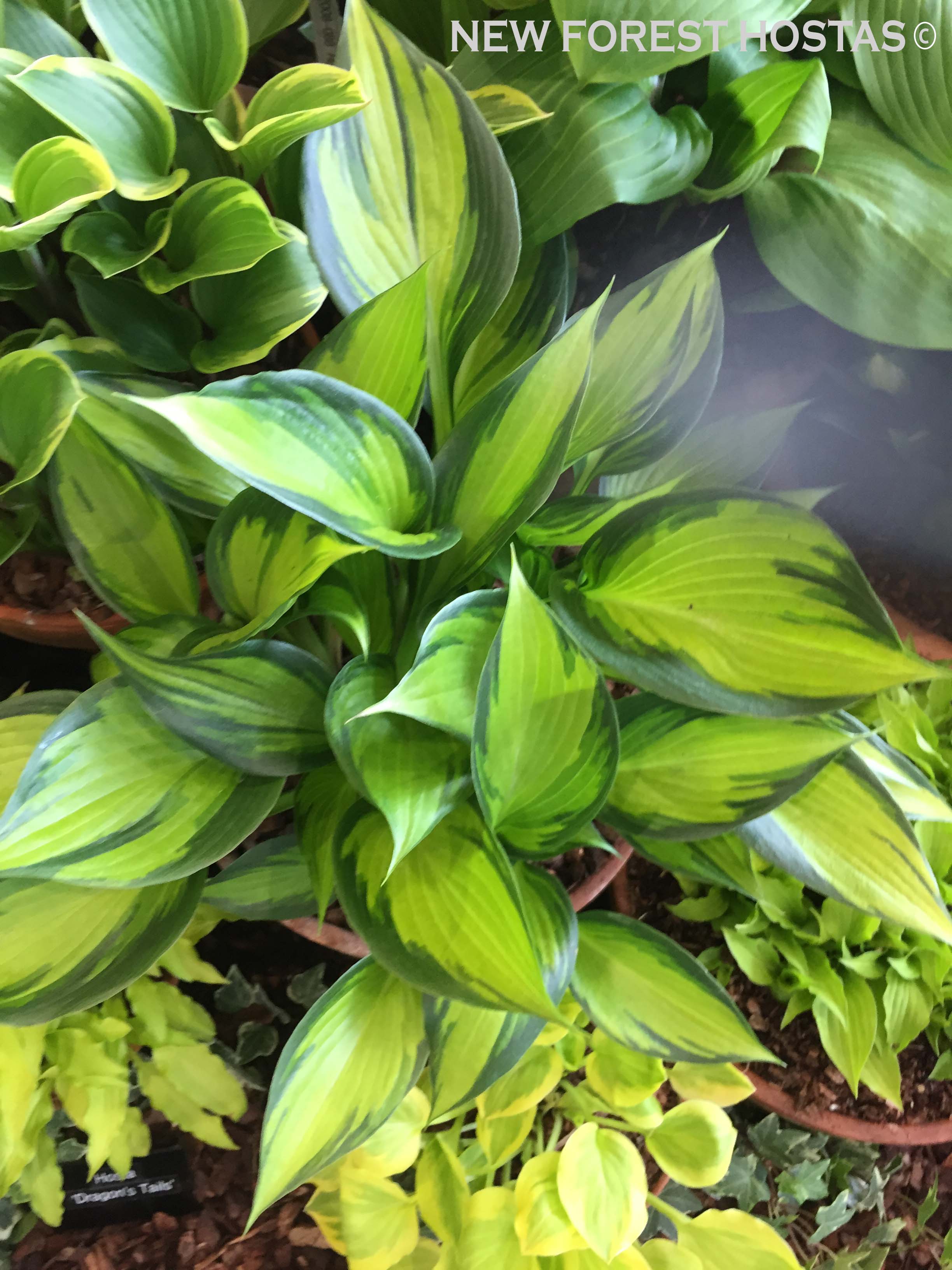Hosta 'Justine' - New Forest Hostas & Hemerocallis