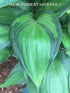 Hosta 'Justine' - New Forest Hostas & Hemerocallis