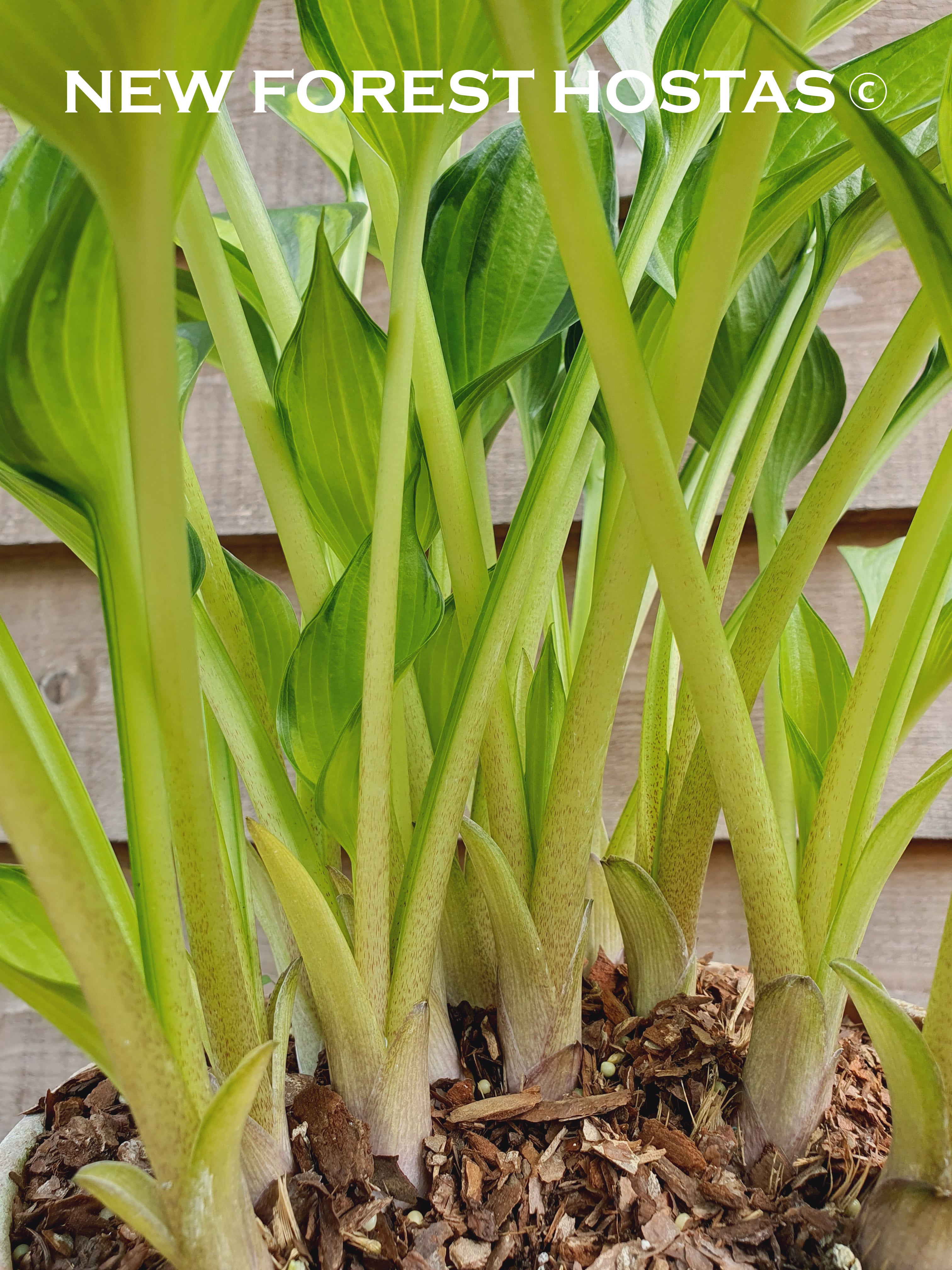 Hosta 'Justine' - New Forest Hostas & Hemerocallis