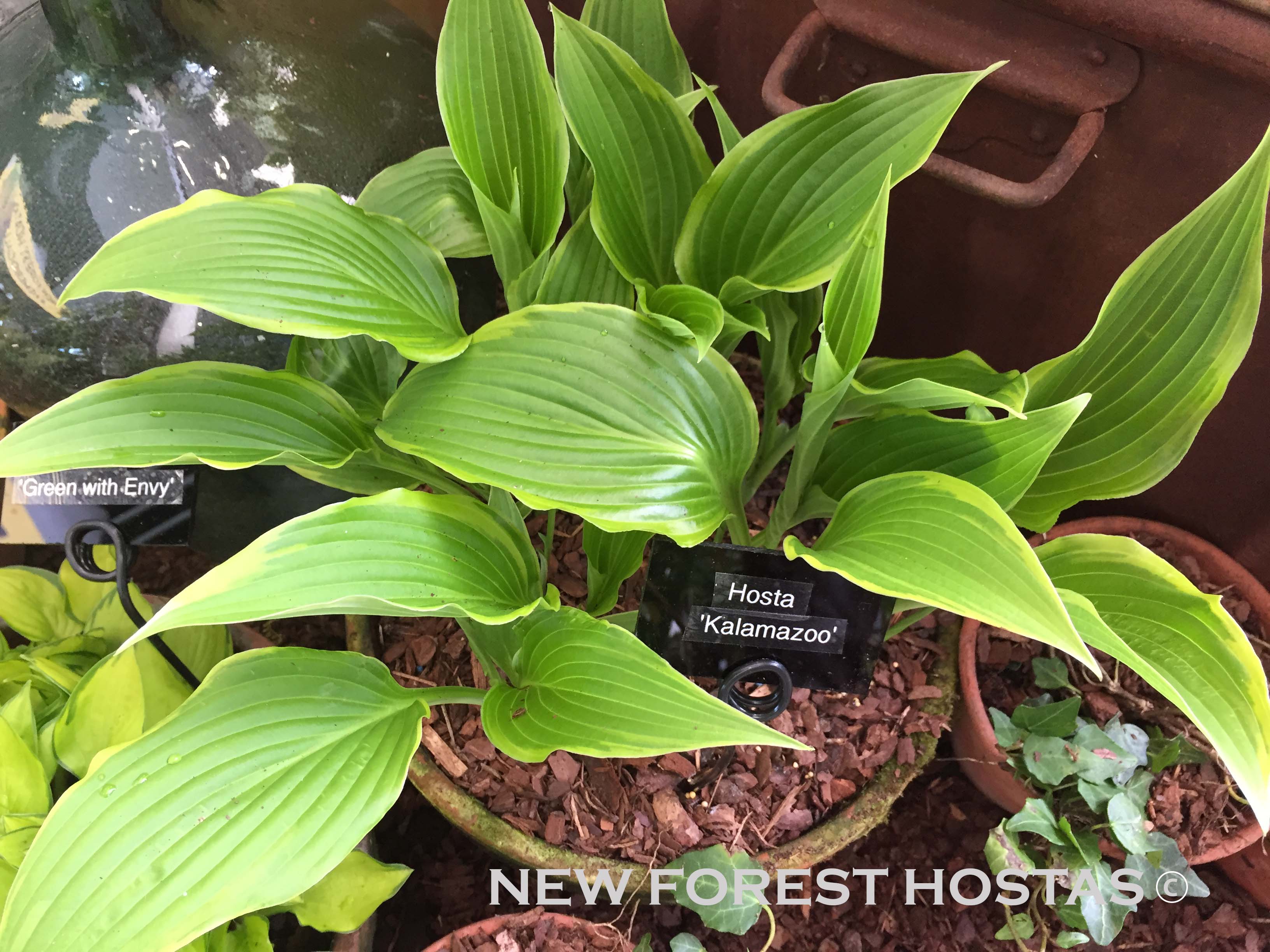 Hosta 'Kalamazoo' - New Forest Hostas & Hemerocallis