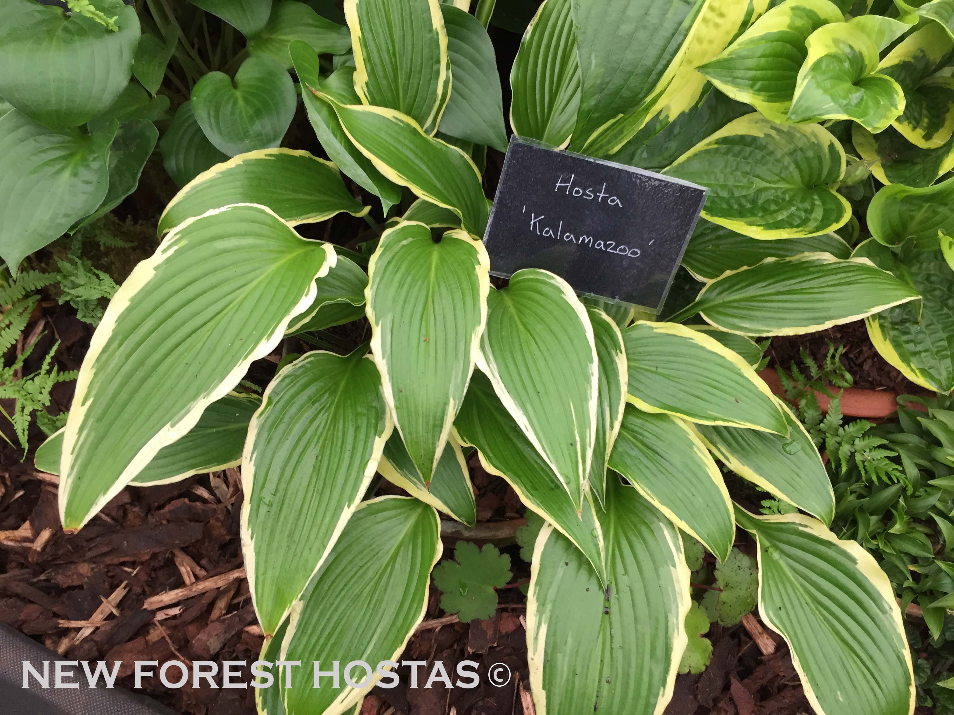 Hosta 'Kalamazoo' - New Forest Hostas & Hemerocallis