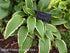 Hosta 'Kalamazoo' - New Forest Hostas & Hemerocallis