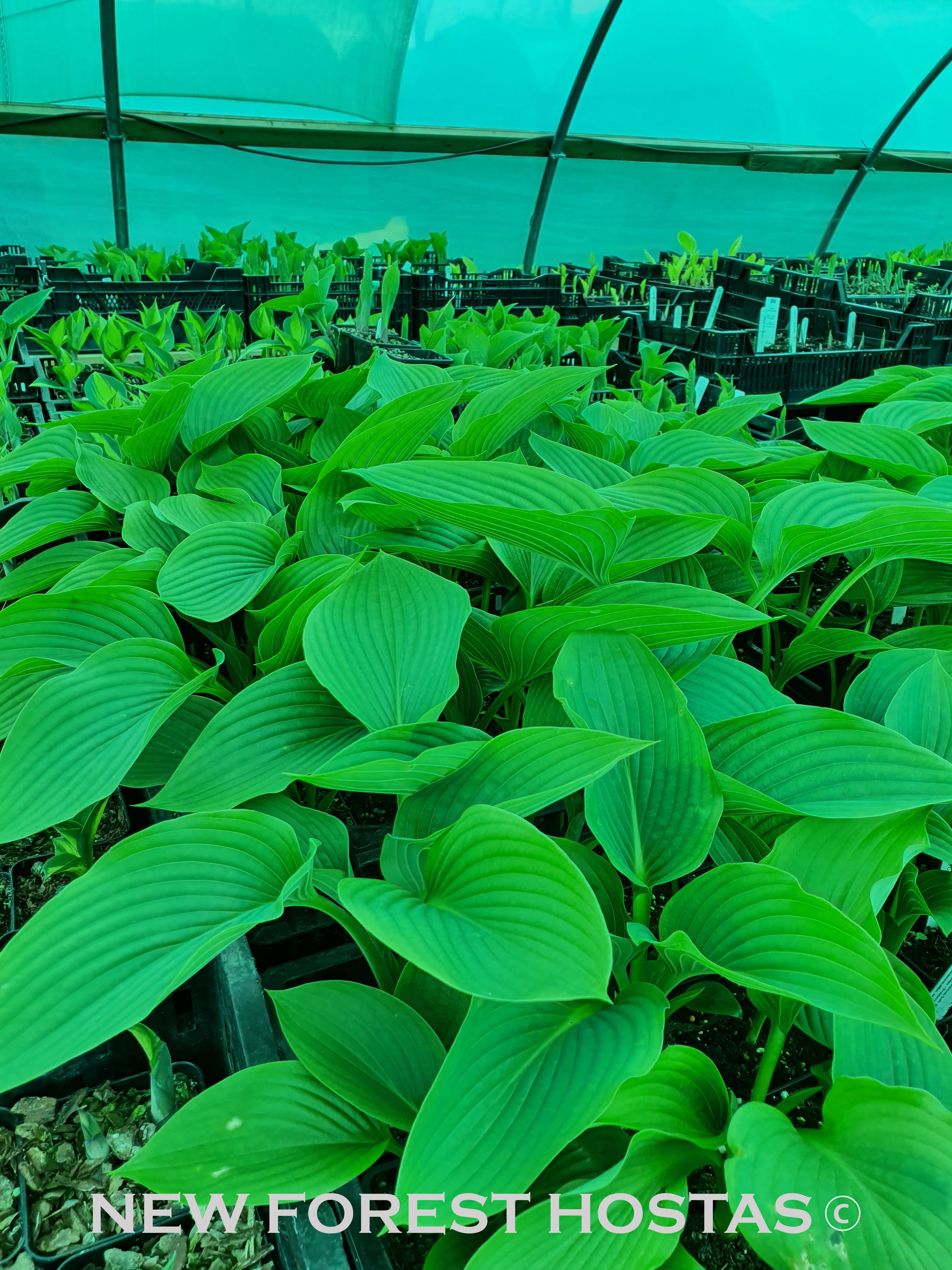 Hosta 'Kingsize' - New Forest Hostas & Hemerocallis