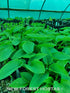 Hosta 'Kingsize' - New Forest Hostas & Hemerocallis