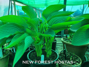 Hosta 'Kingsize' - New Forest Hostas & Hemerocallis