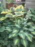 Hosta 'Kiwi Full Monty' - New Forest Hostas & Hemerocallis