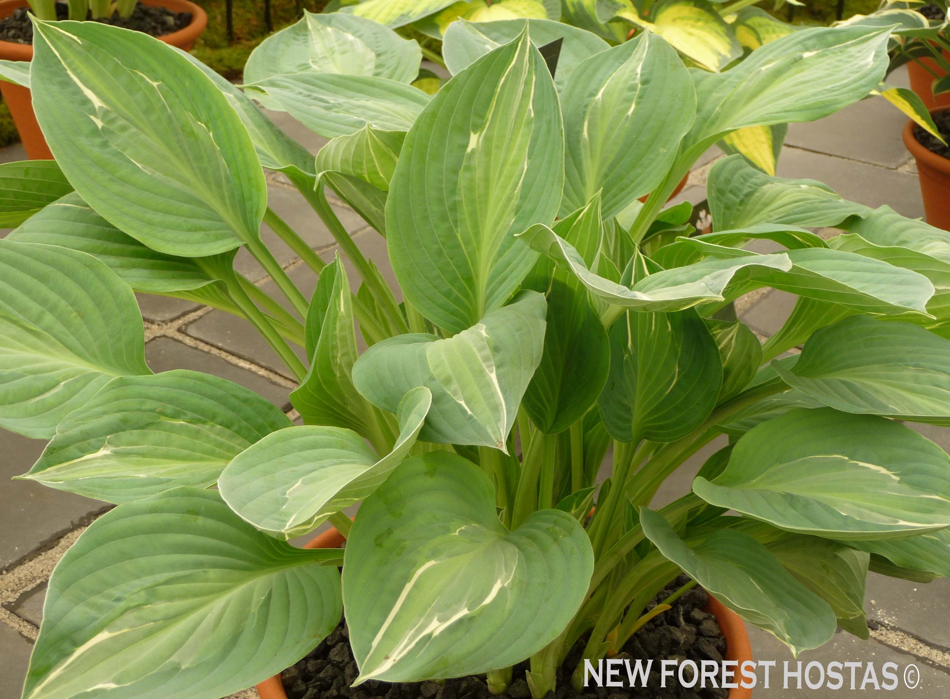 Hosta 'Kiwi Full Monty' - New Forest Hostas & Hemerocallis