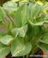 Hosta 'Kiwi Full Monty' - New Forest Hostas & Hemerocallis