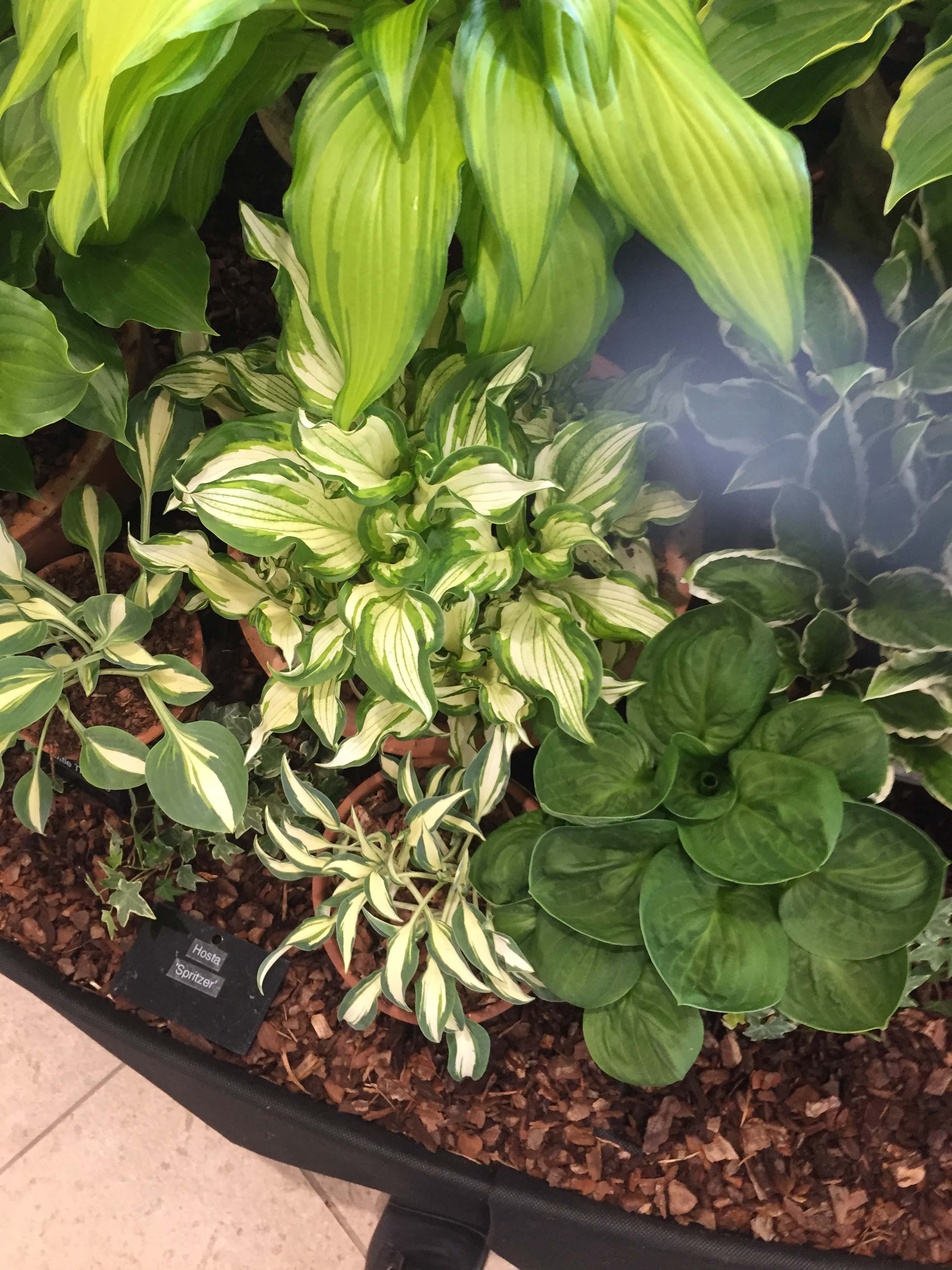 Hosta 'Kiwi Spearmint' - New Forest Hostas & Hemerocallis