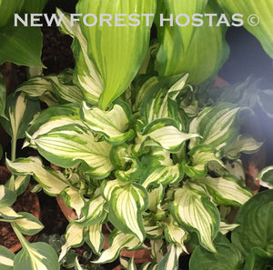 Hosta 'Kiwi Spearmint' - New Forest Hostas & Hemerocallis