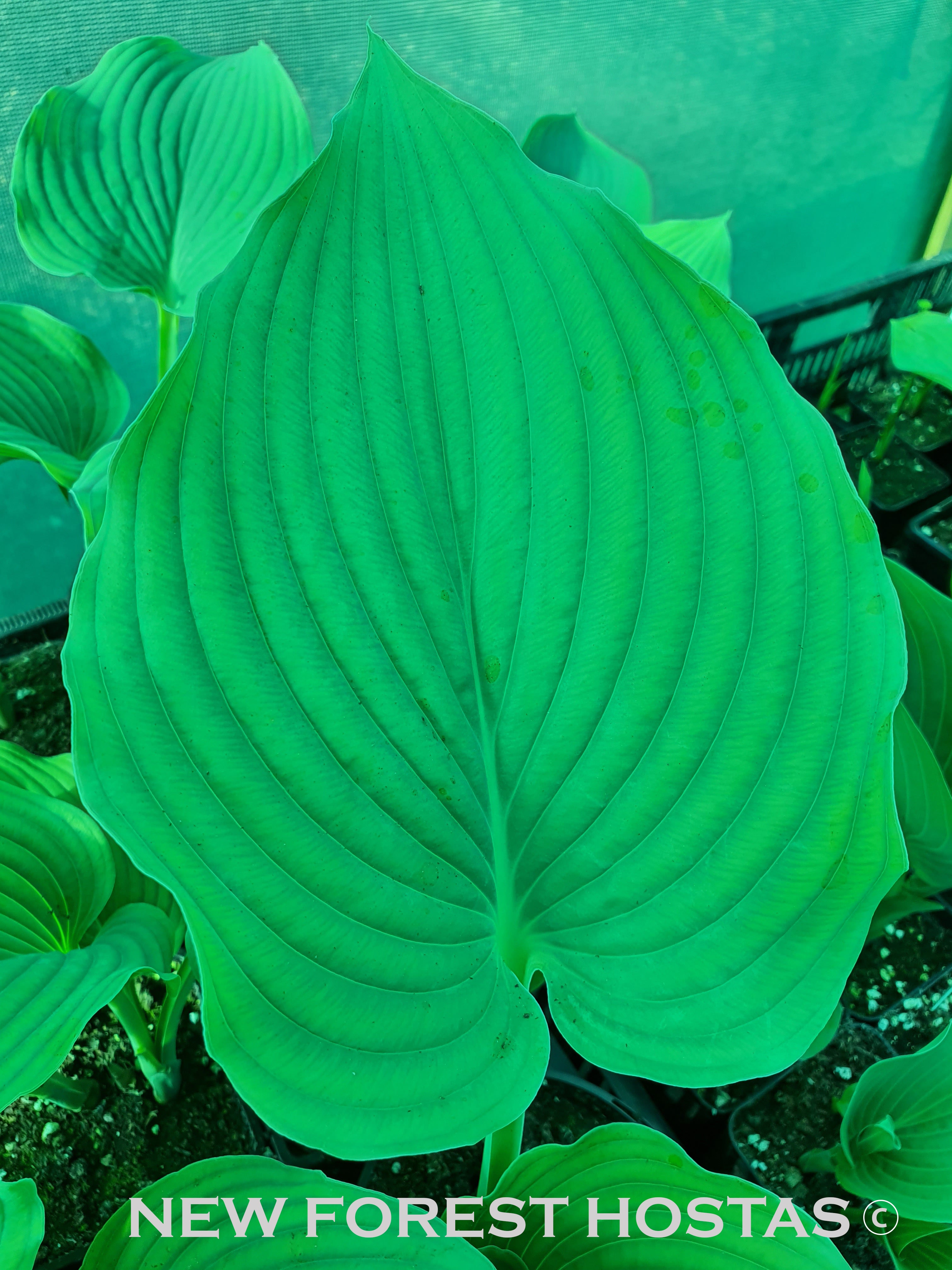 Hosta 'Komodo Dragon' - New Forest Hostas & Hemerocallis