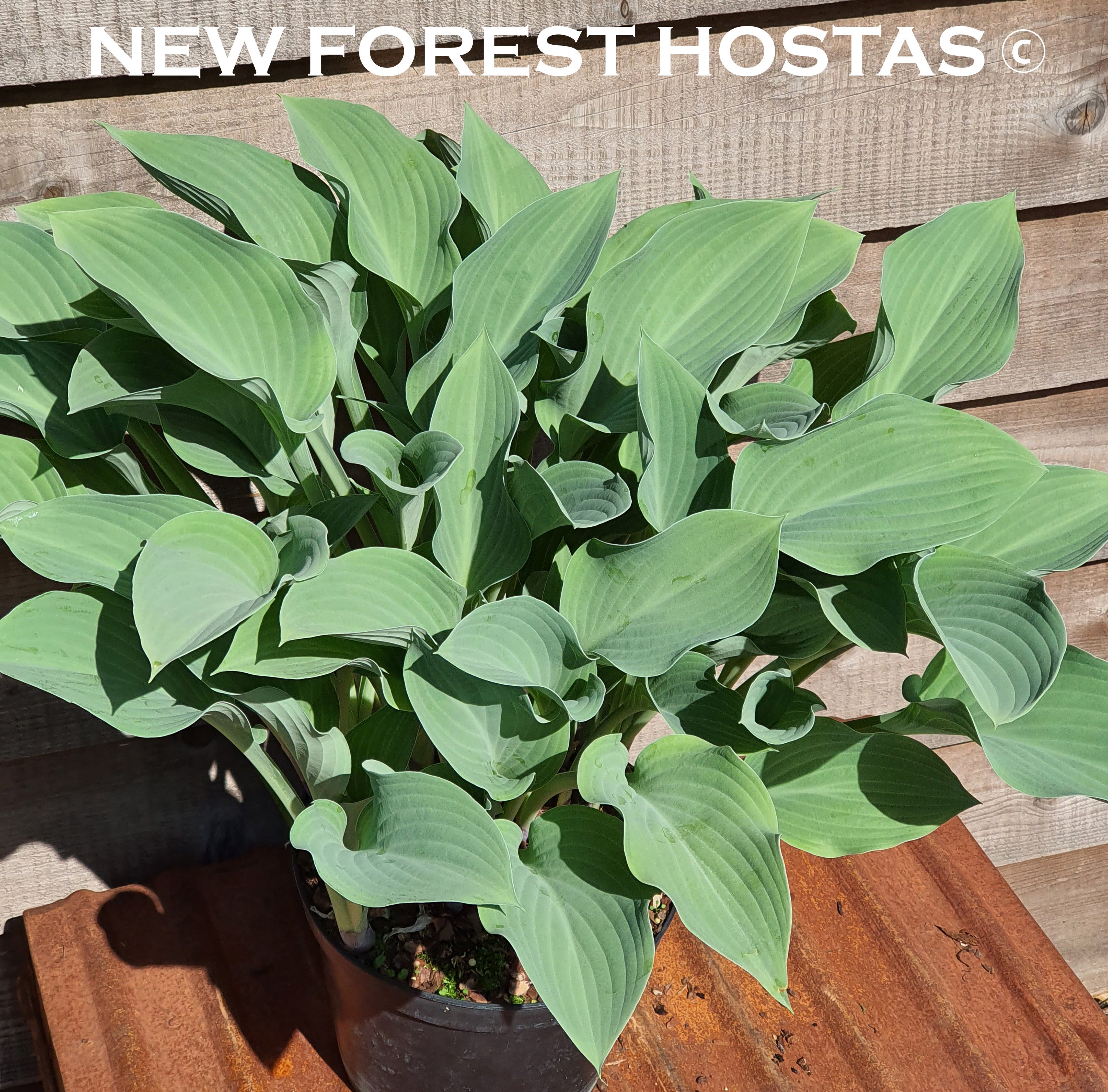 Hosta 'Krossa Regal' - New Forest Hostas & Hemerocallis