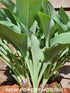 Hosta 'Krossa Regal' - New Forest Hostas & Hemerocallis