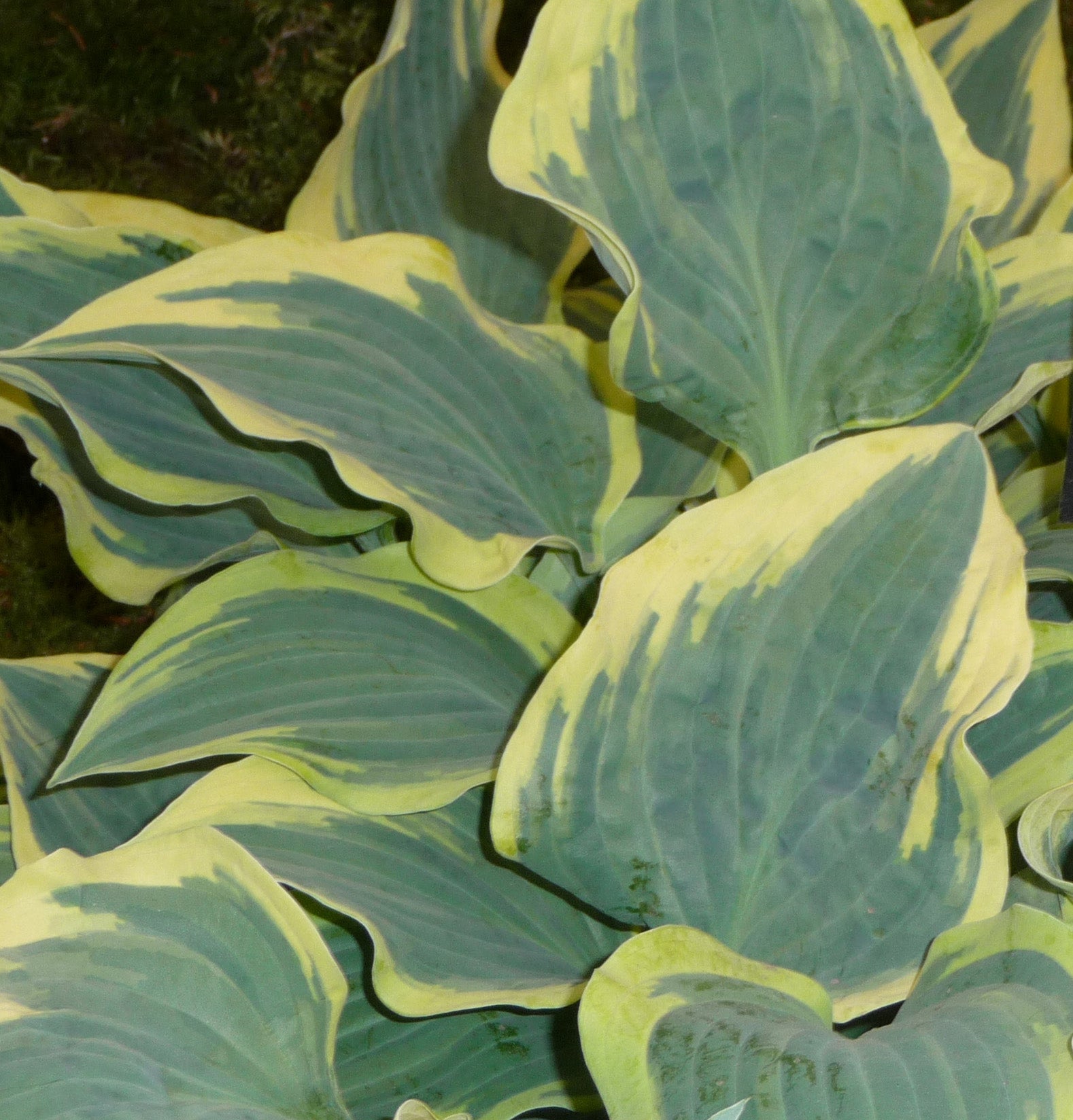 Hosta 'Lacy Belle' - New Forest Hostas & Hemerocallis
