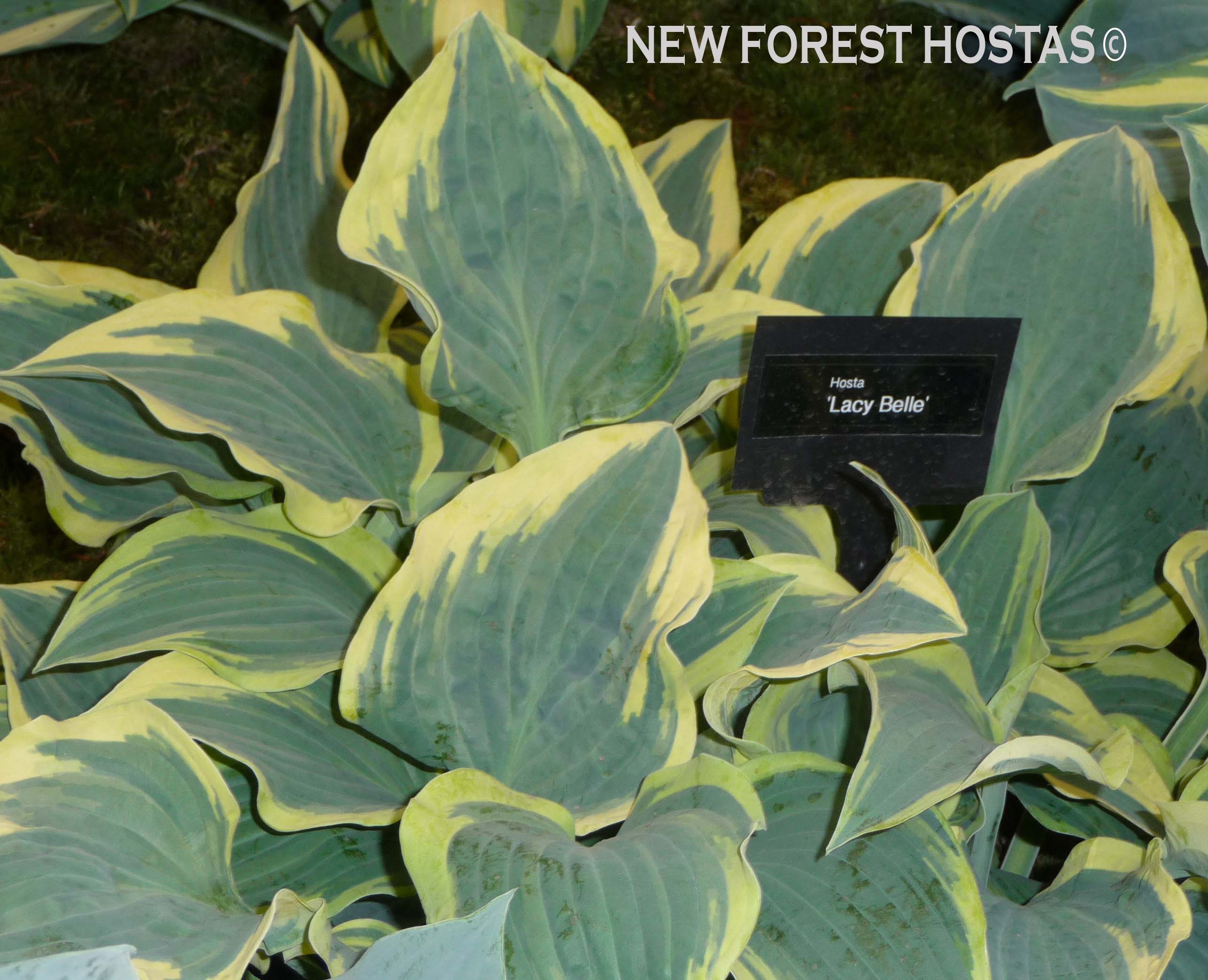 Hosta 'Lacy Belle' - New Forest Hostas & Hemerocallis
