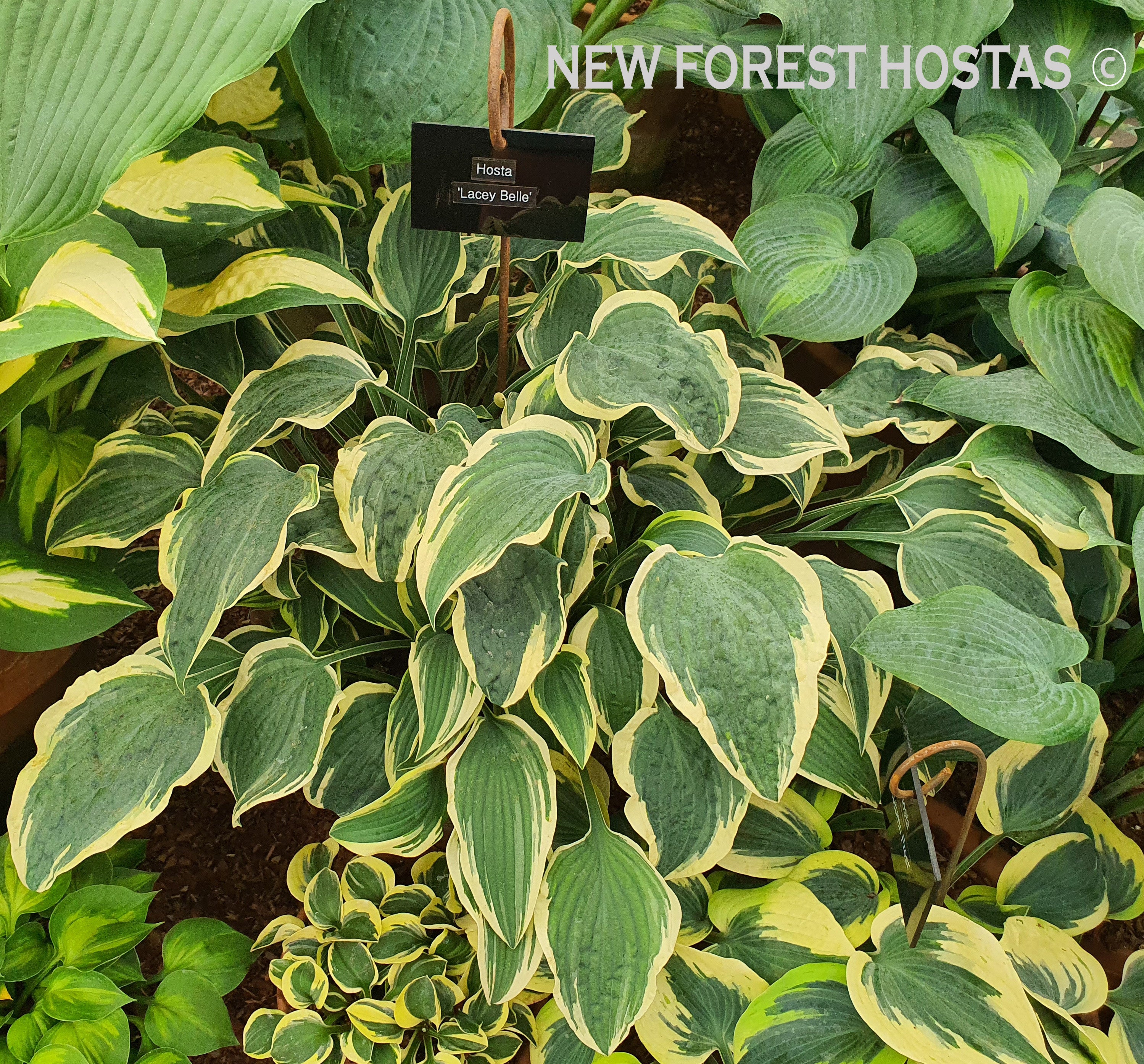 Hosta 'Lacy Belle' - New Forest Hostas & Hemerocallis
