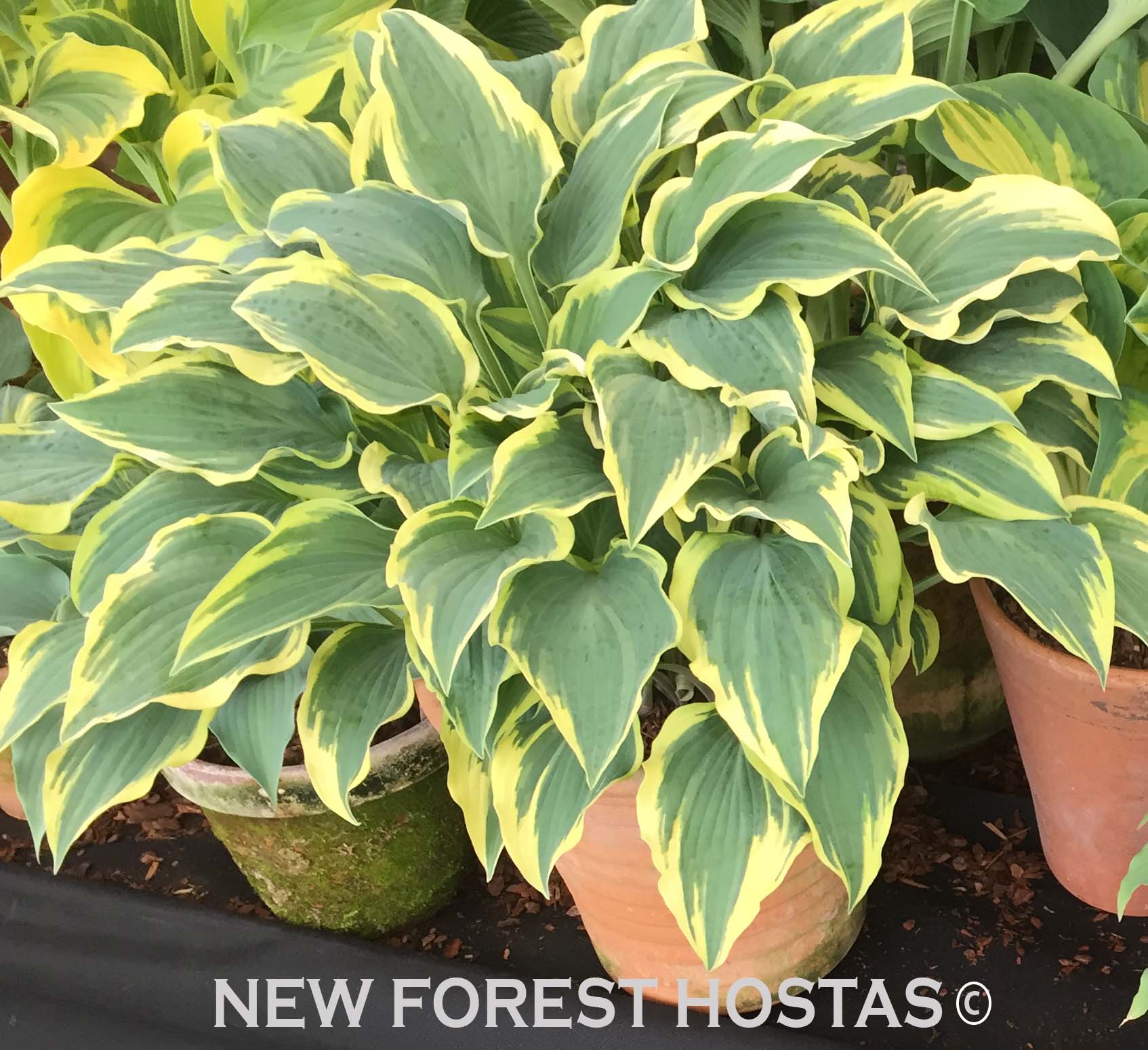 Hosta 'Lacy Belle' - New Forest Hostas & Hemerocallis