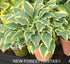 Hosta 'Lacy Belle' - New Forest Hostas & Hemerocallis