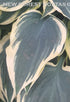 Hosta 'Lacy Belle' - New Forest Hostas & Hemerocallis