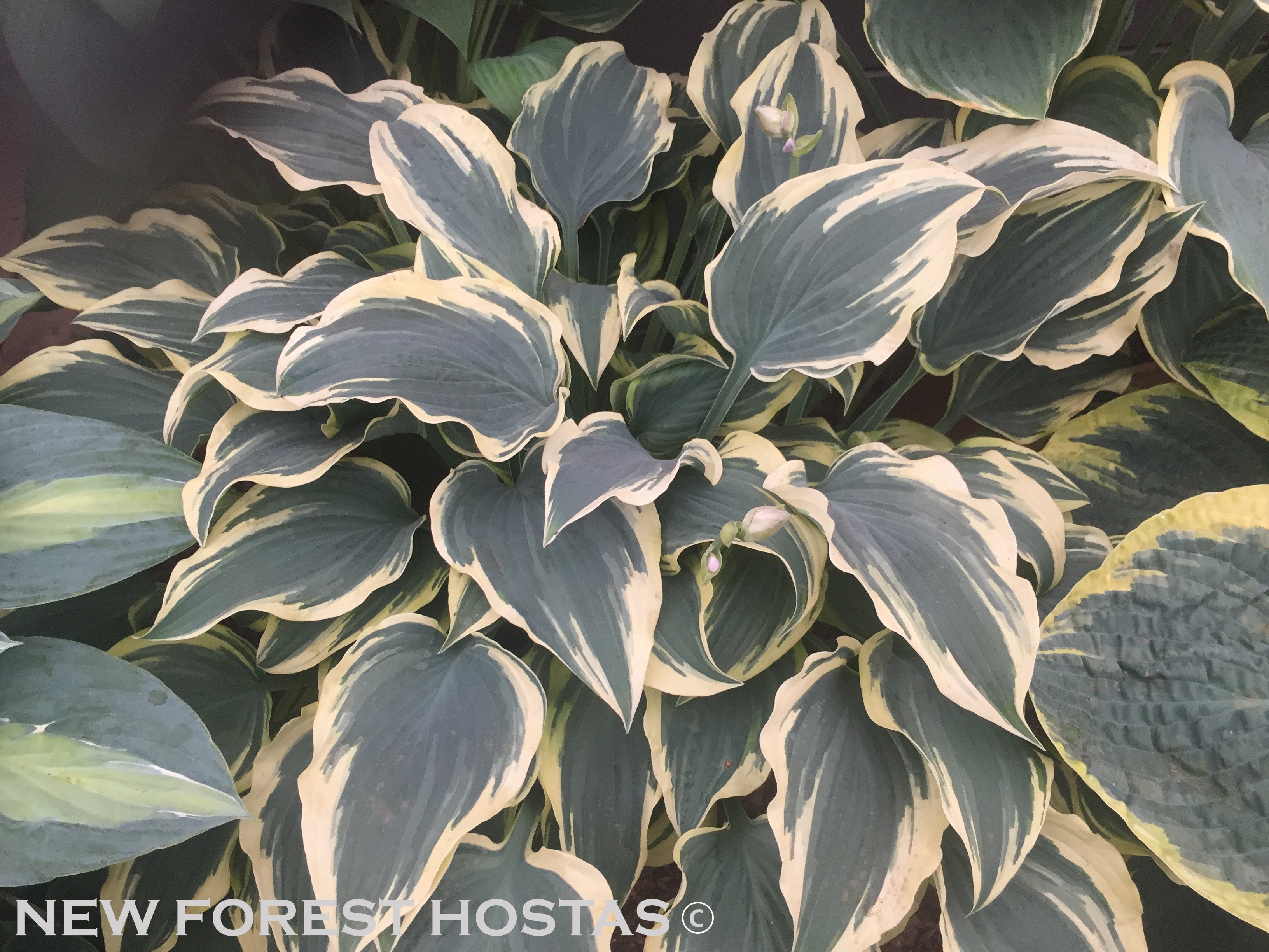 Hosta 'Lacy Belle' - New Forest Hostas & Hemerocallis
