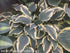 Hosta 'Lacy Belle' - New Forest Hostas & Hemerocallis
