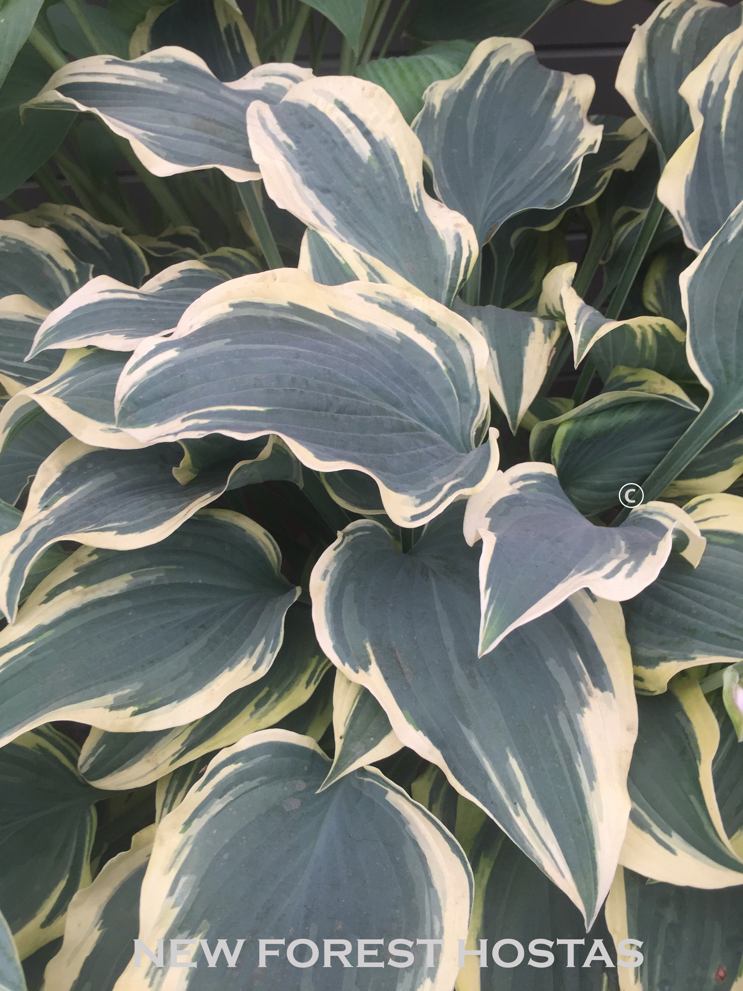Hosta 'Lacy Belle' - New Forest Hostas & Hemerocallis