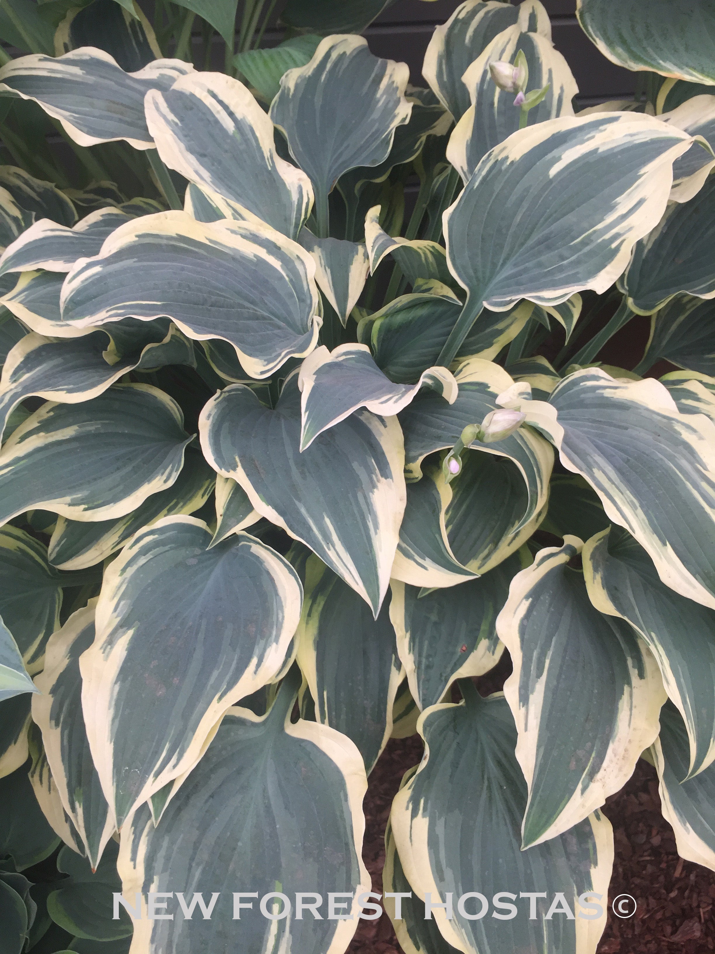 Hosta 'Lacy Belle' - New Forest Hostas & Hemerocallis
