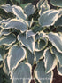 Hosta 'Lacy Belle' - New Forest Hostas & Hemerocallis