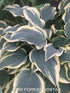 Hosta 'Lacy Belle' - New Forest Hostas & Hemerocallis