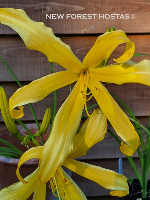 Hemerocallis 'Lacy Marionette' - New Forest Hostas & Hemerocallis