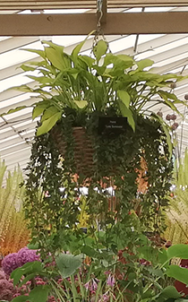 Hosta 'Lady Guinevere' - New Forest Hostas & Hemerocallis