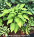 Hosta 'Lady Guinevere' - New Forest Hostas & Hemerocallis