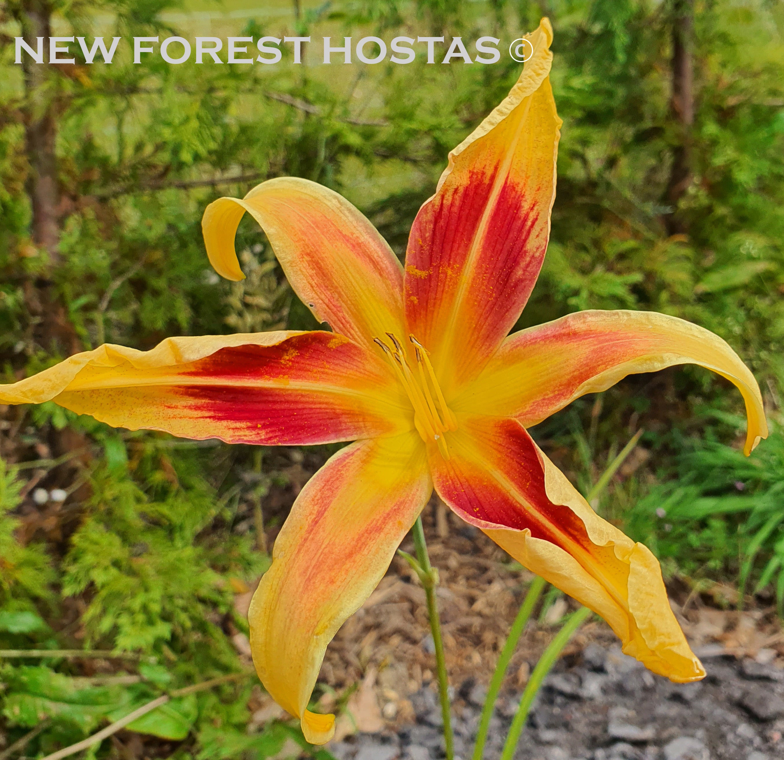 Hemerocallis 'Lady Neva' - New Forest Hostas & Hemerocallis