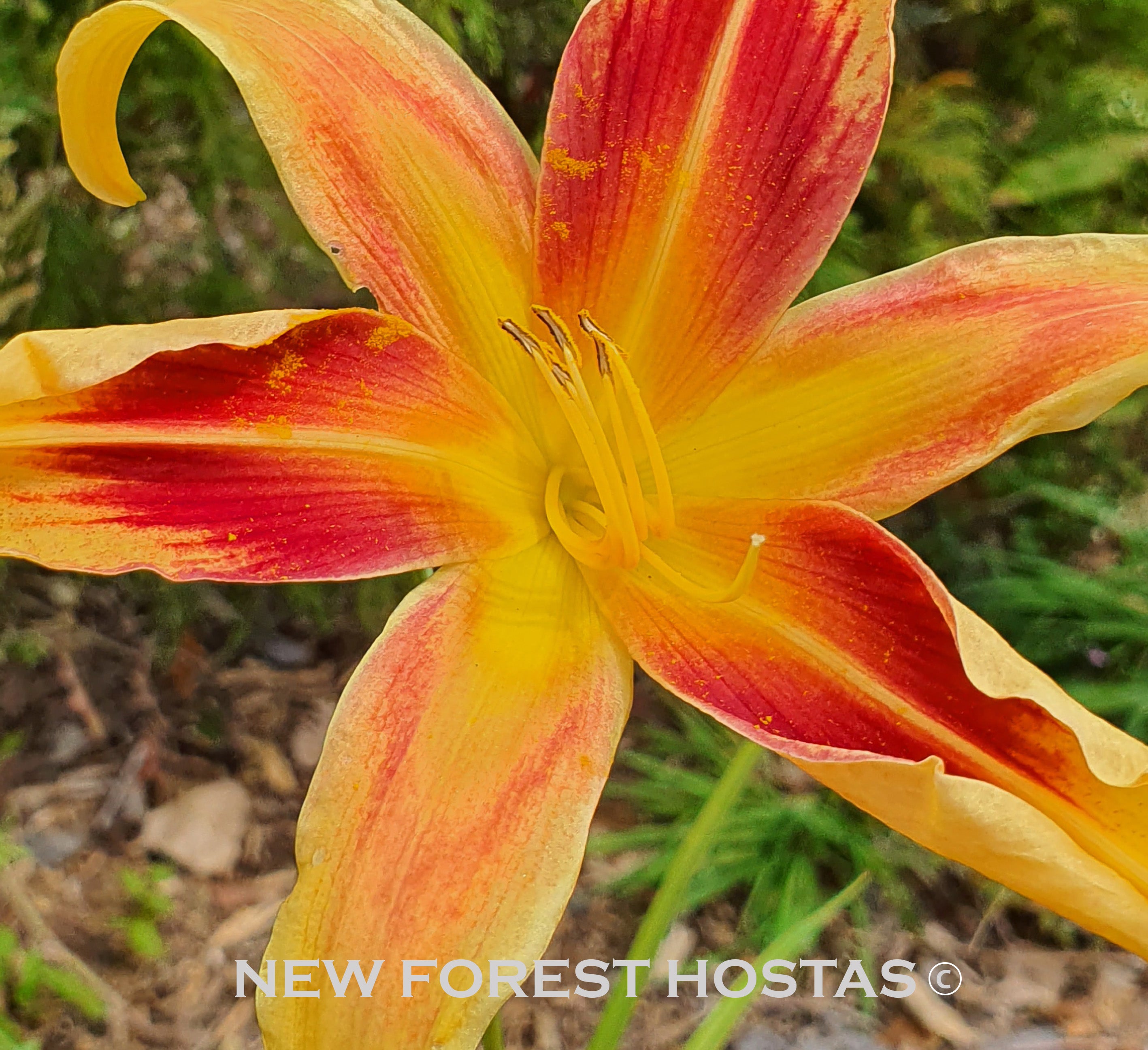 Hemerocallis 'Lady Neva' - New Forest Hostas & Hemerocallis