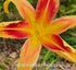Hemerocallis 'Lady Neva' - New Forest Hostas & Hemerocallis