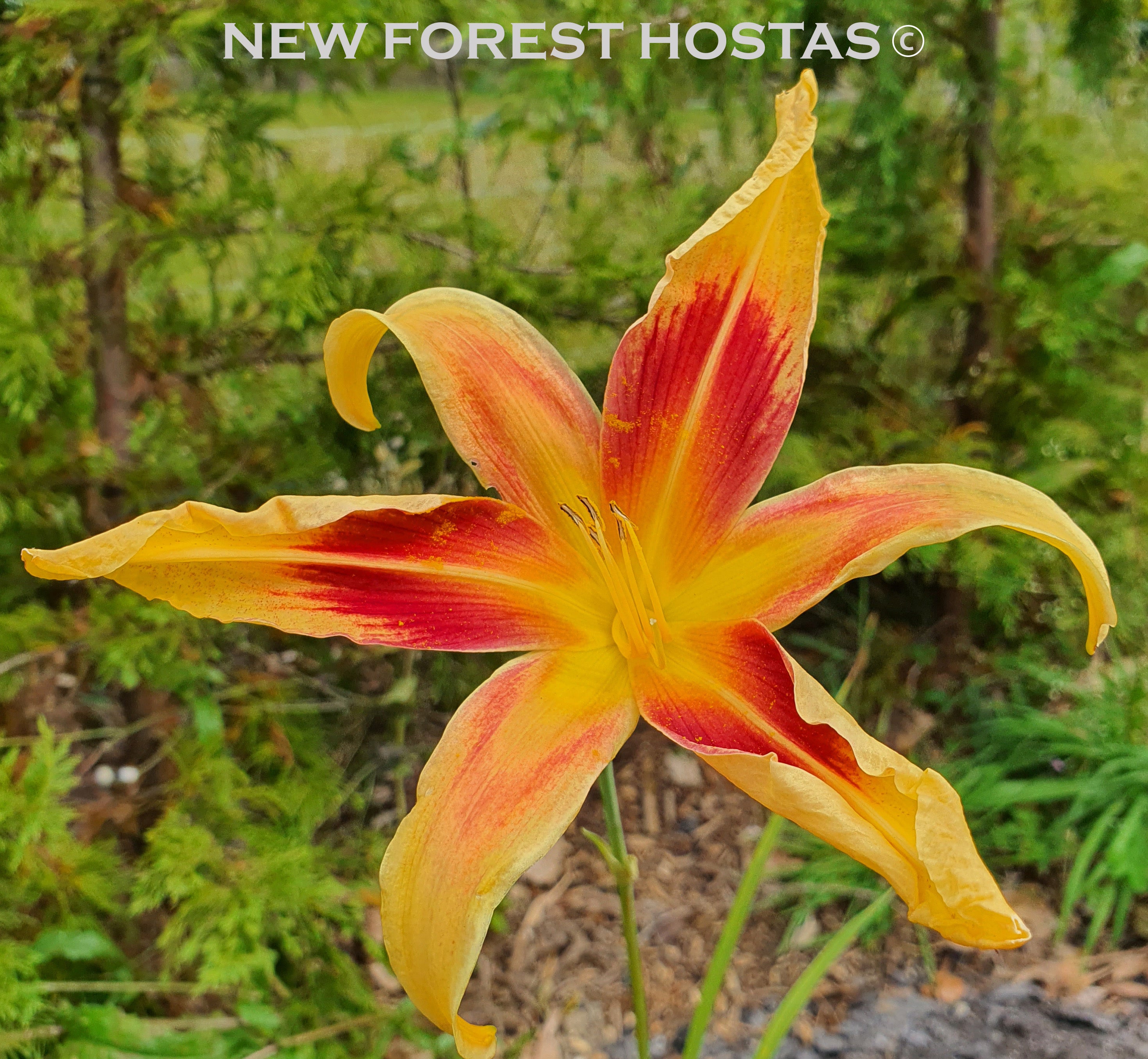 Hemerocallis 'Lady Neva' - New Forest Hostas & Hemerocallis