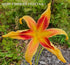 Hemerocallis 'Lady Neva' - New Forest Hostas & Hemerocallis