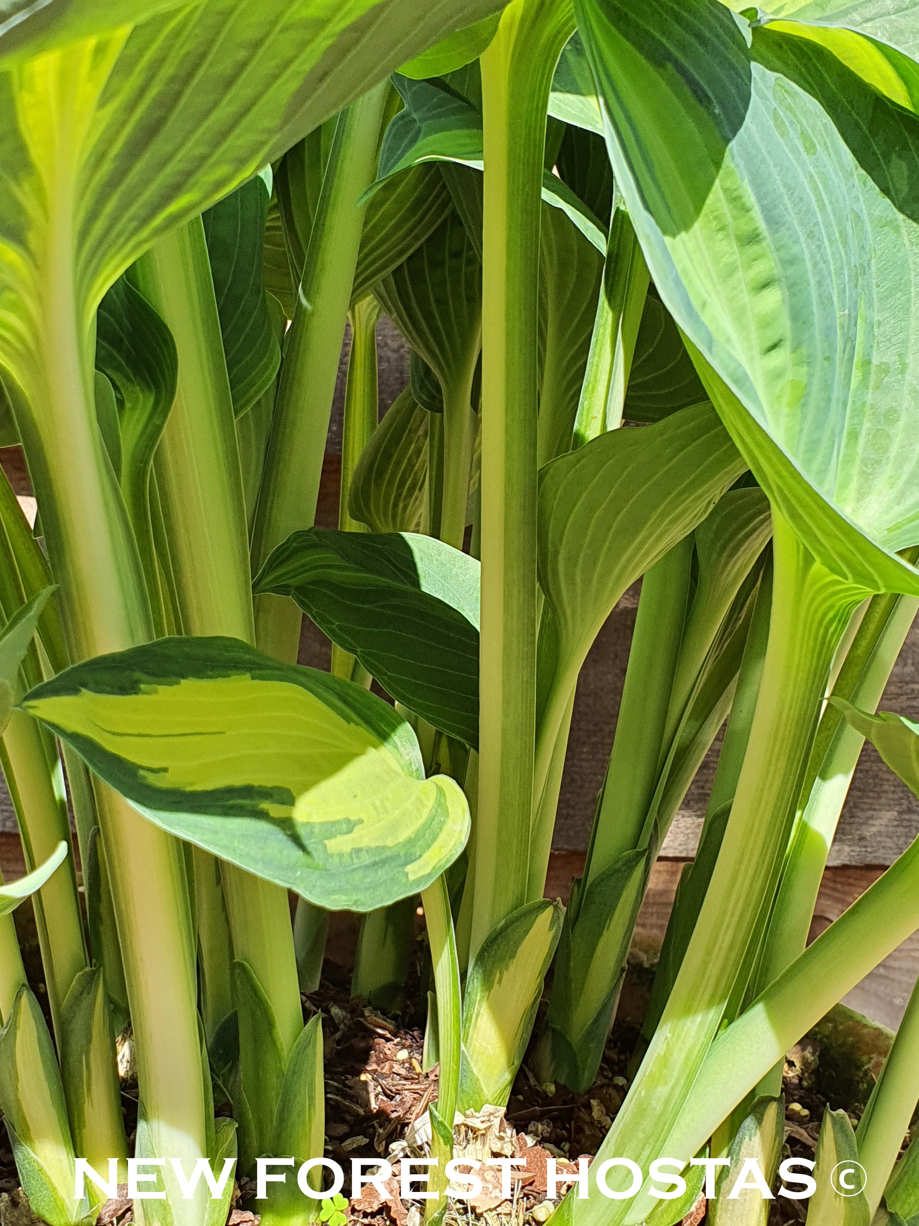 Hosta 'Lakeside Cupcake' - New Forest Hostas & Hemerocallis