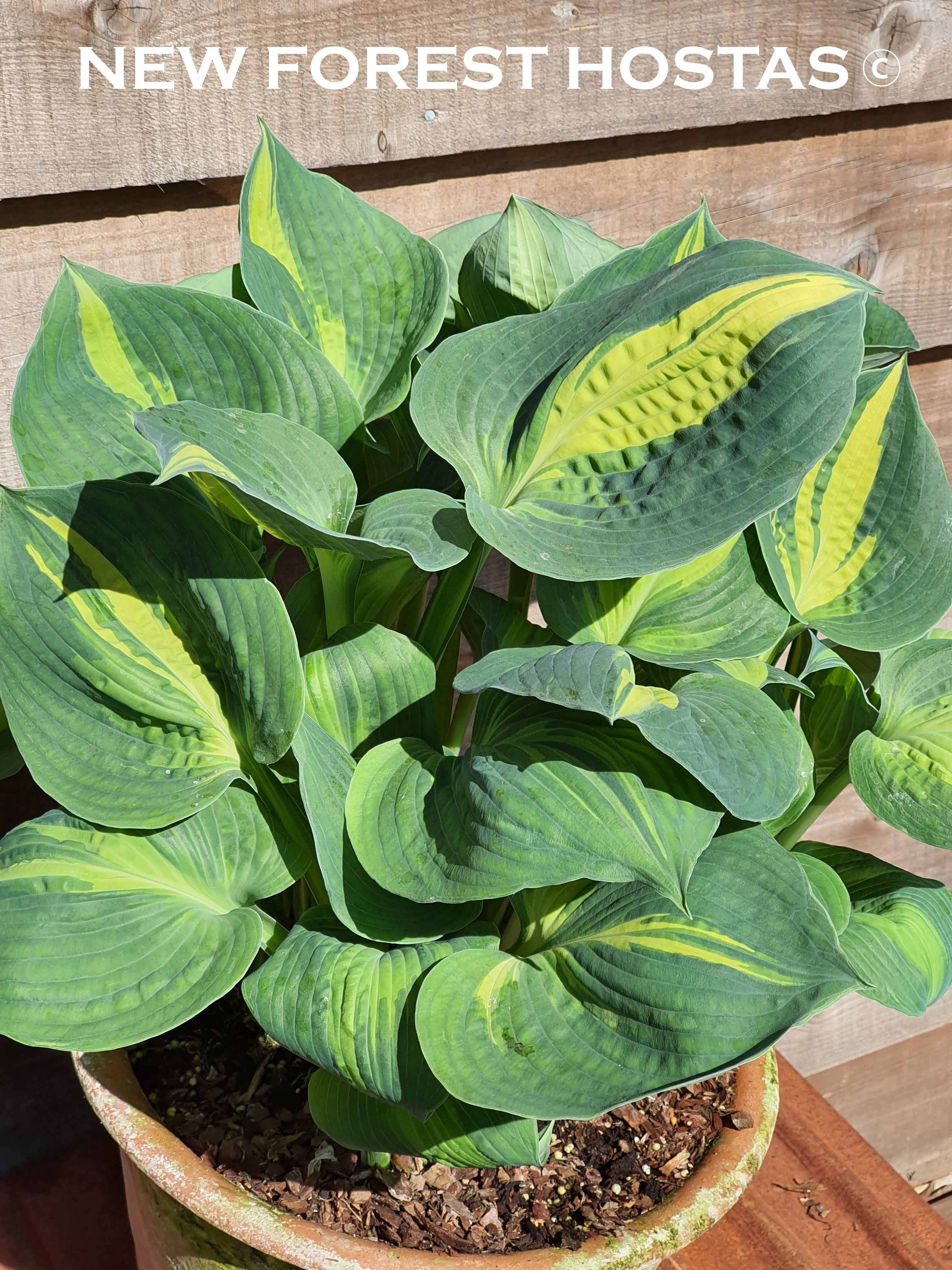 Hosta 'Lakeside Cupcake' - New Forest Hostas & Hemerocallis