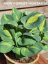 Hosta 'Lakeside Cupcake' - New Forest Hostas & Hemerocallis