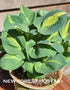 Hosta 'Lakeside Cupcake' - New Forest Hostas & Hemerocallis