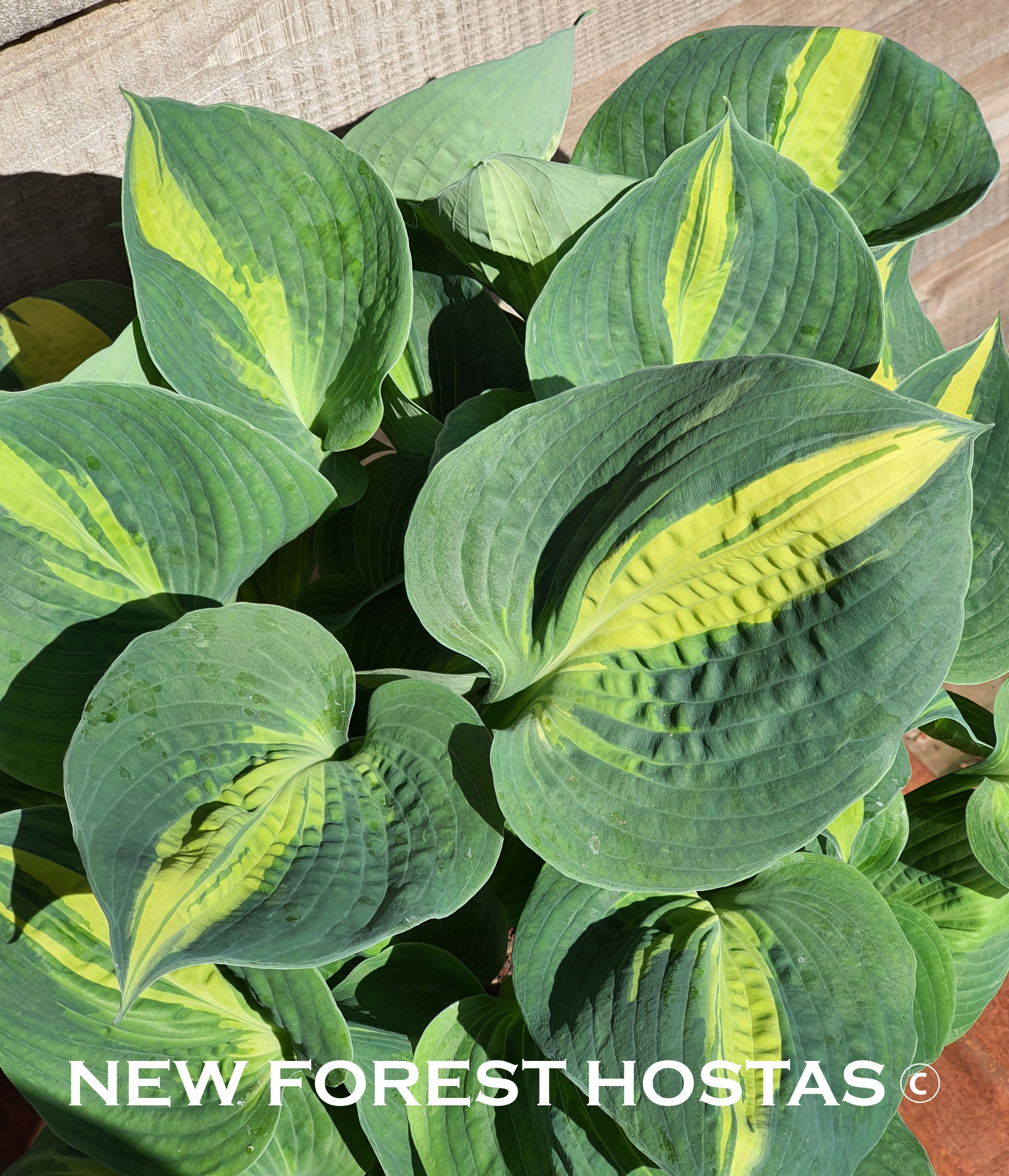Hosta 'Lakeside Cupcake' - New Forest Hostas & Hemerocallis