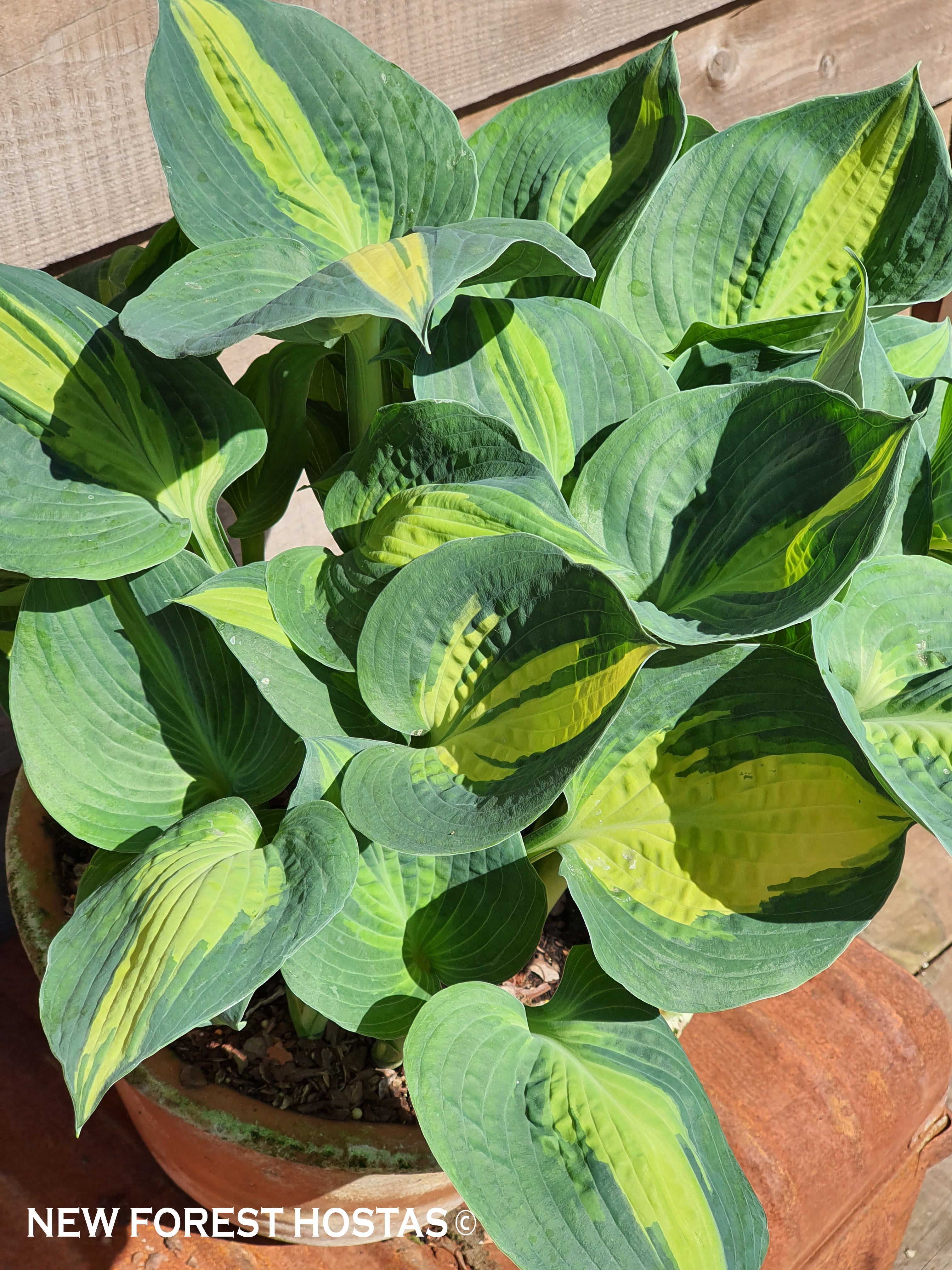 Hosta 'Lakeside Cupcake' - New Forest Hostas & Hemerocallis