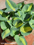 Hosta 'Lakeside Cupcake' - New Forest Hostas & Hemerocallis