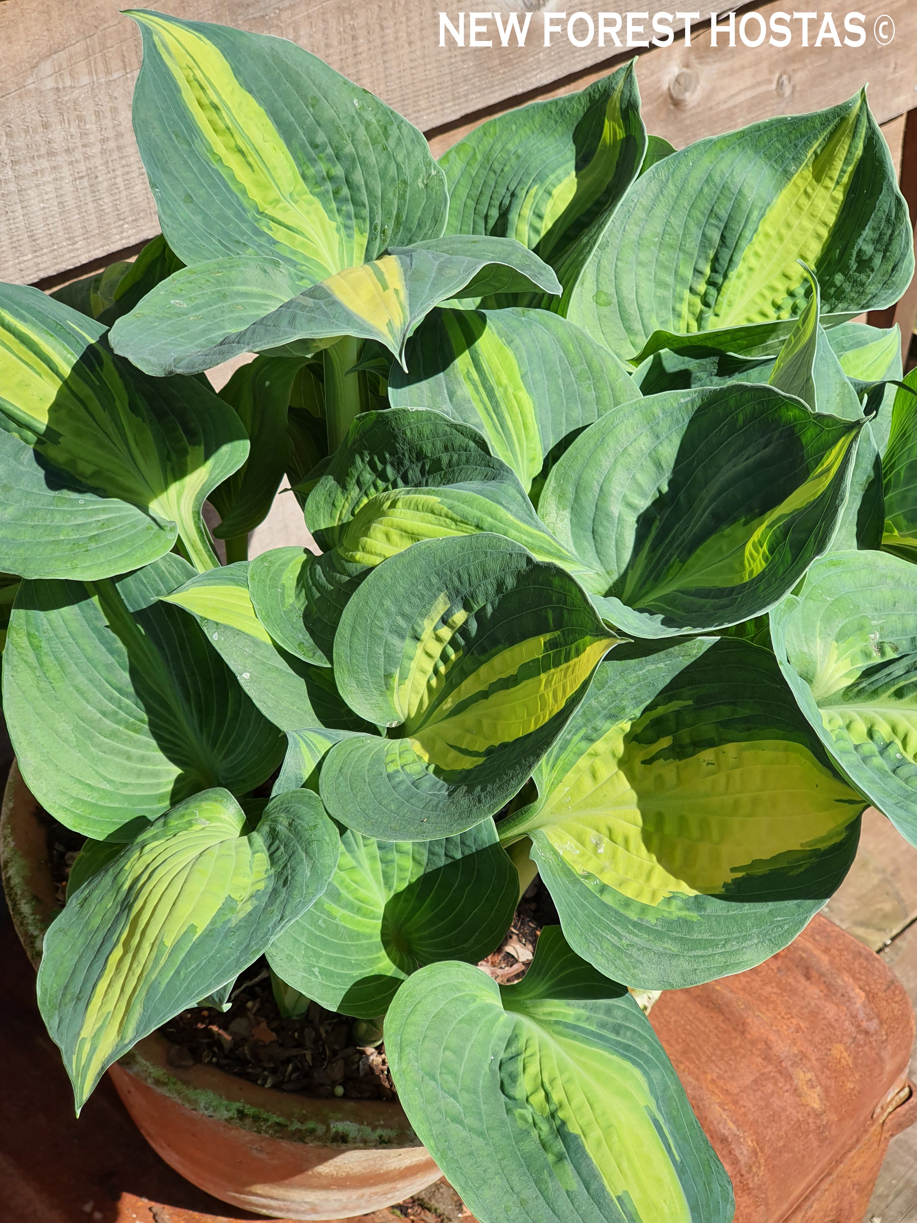 Hosta 'Lakeside Cupcake' - New Forest Hostas & Hemerocallis