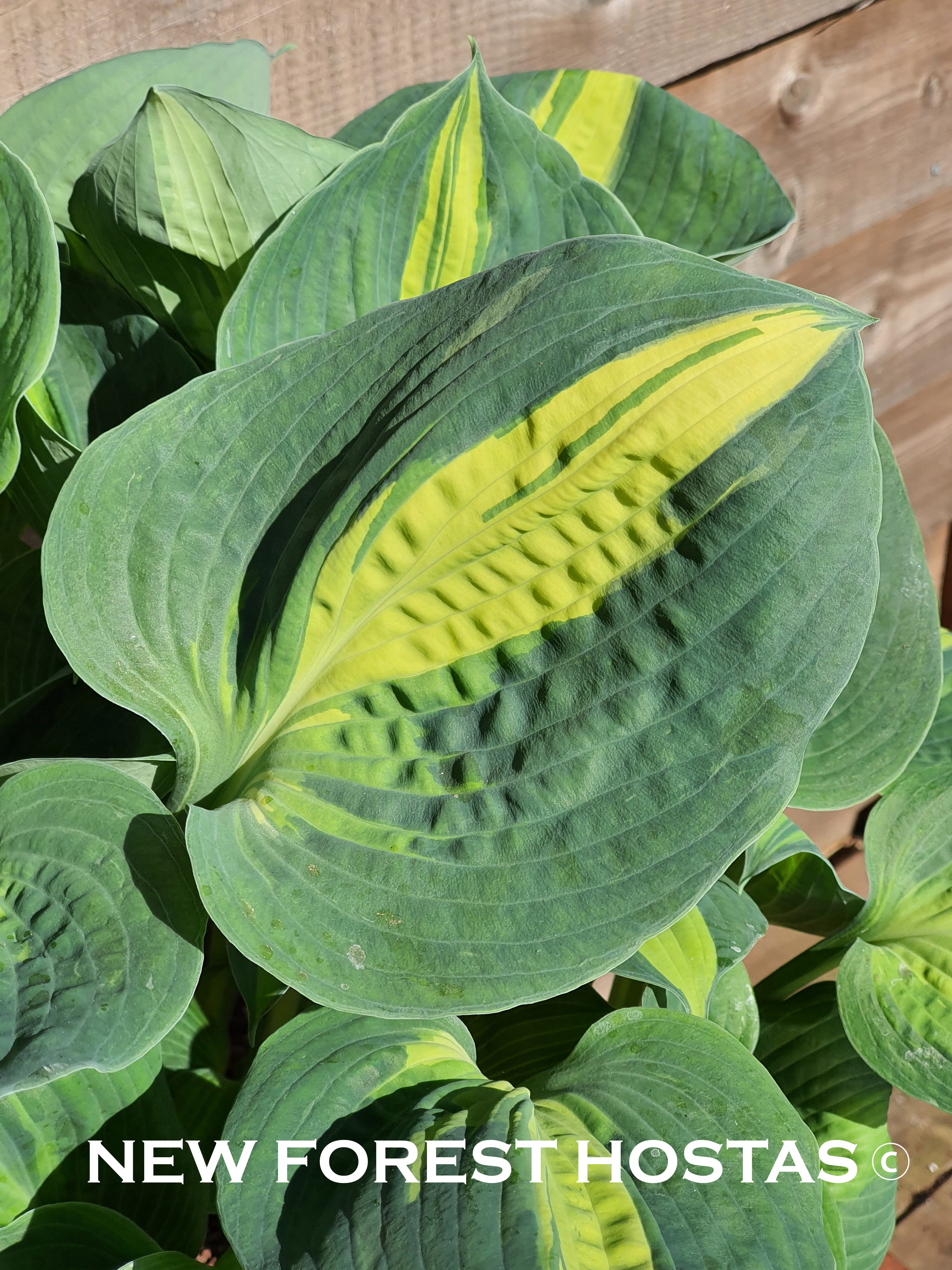 Hosta 'Lakeside Cupcake' - New Forest Hostas & Hemerocallis