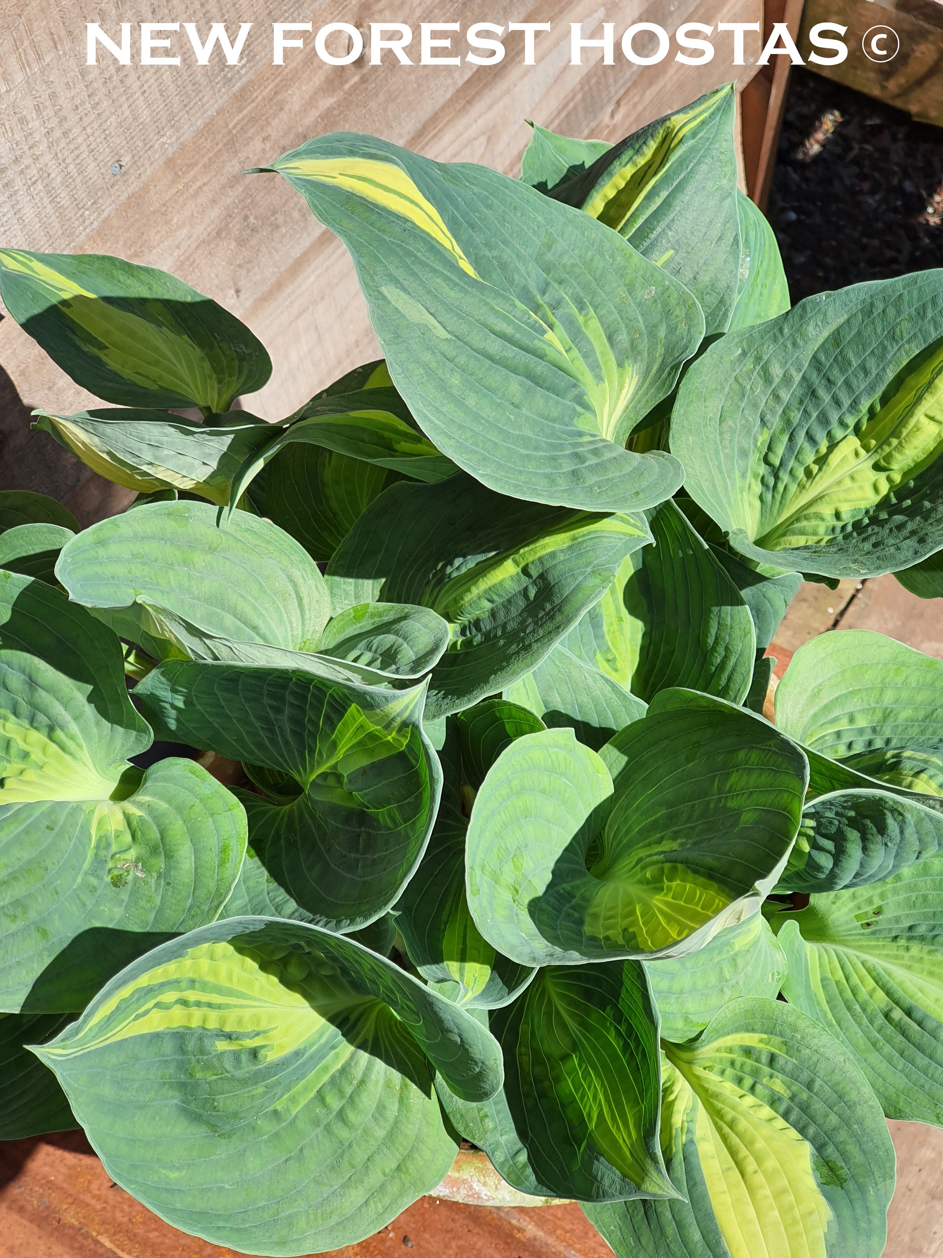 Hosta 'Lakeside Cupcake' - New Forest Hostas & Hemerocallis