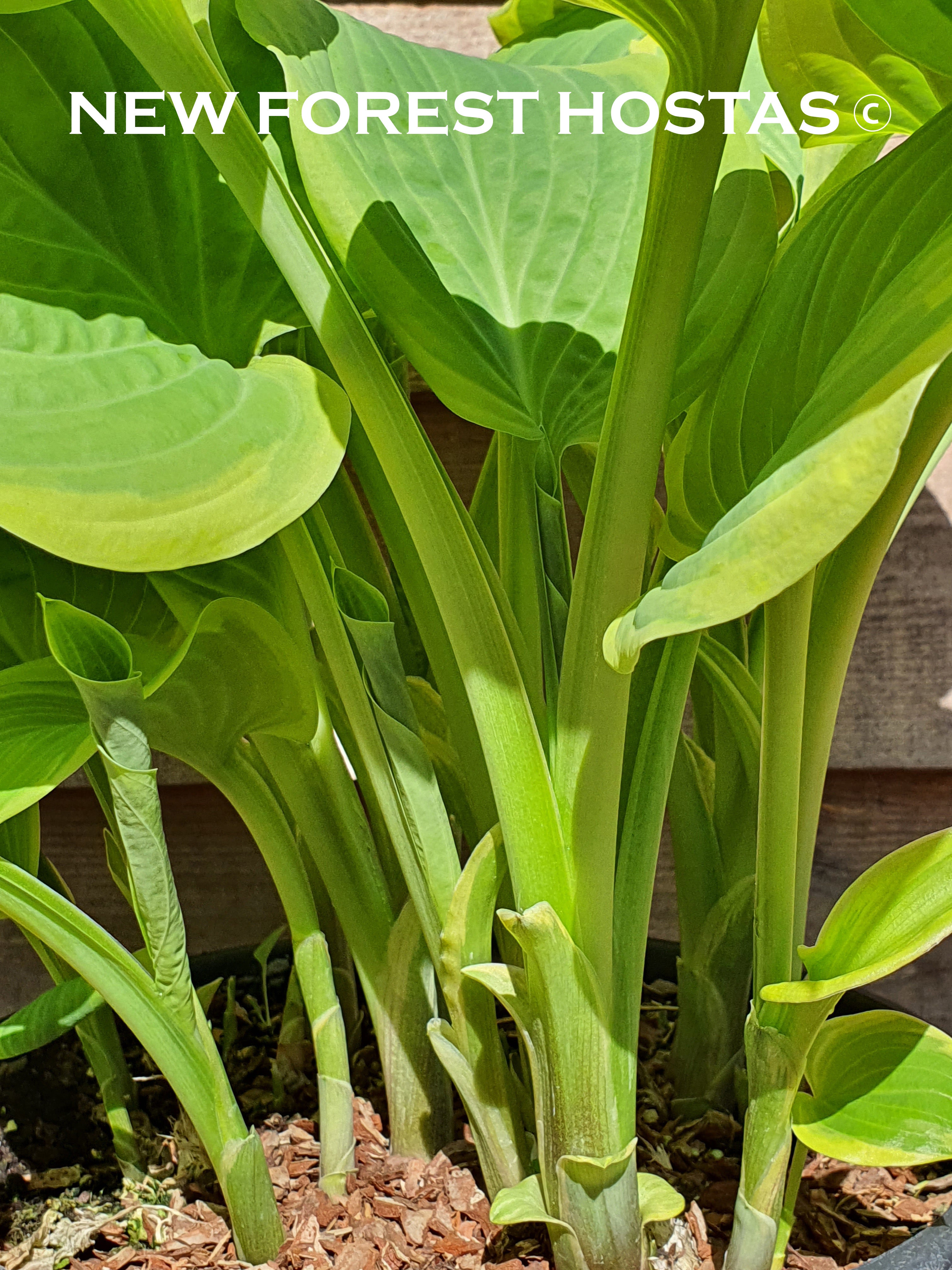Hosta 'Lakeside Cha Cha' - New Forest Hostas & Hemerocallis